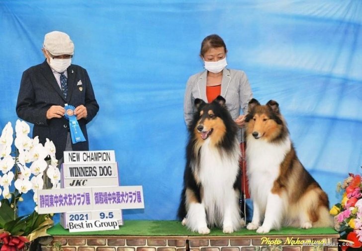 同胎犬で同日JKCチャンピオン完成！｜吉村　智子(よしむら　ともこ)ブリーダー(神奈川県・ペキニーズなど・JKC/JCC登録)の紹介写真4