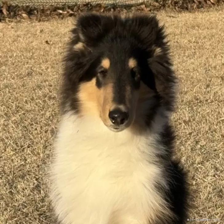 ID:2409-03669の子犬