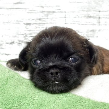 ペキニーズ【神奈川県・女の子・2025年10月21日・フォーン レッド】の写真「フォーンの可愛い女の子です🩷」