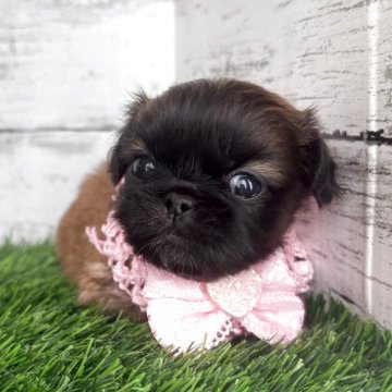 ペキニーズ【神奈川県・女の子・2025年10月21日・フォーン】の写真「フォーンの可愛い女の子です🩷」