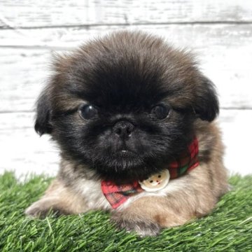 ペキニーズ【神奈川県・女の子・2025年10月21日・フォーン】の写真「フォーンの可愛い女の子です🩷」