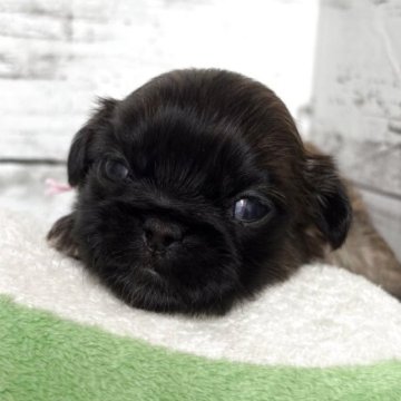 ペキニーズ【神奈川県・女の子・2025年10月21日・フォーン】の写真「フォーンの可愛い女の子です🩷」