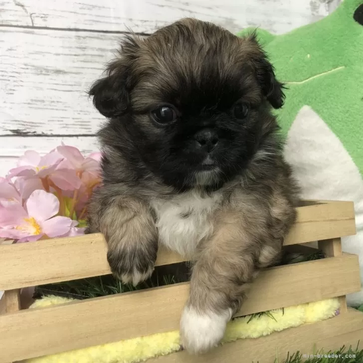となちゃん 様のお迎えした子犬