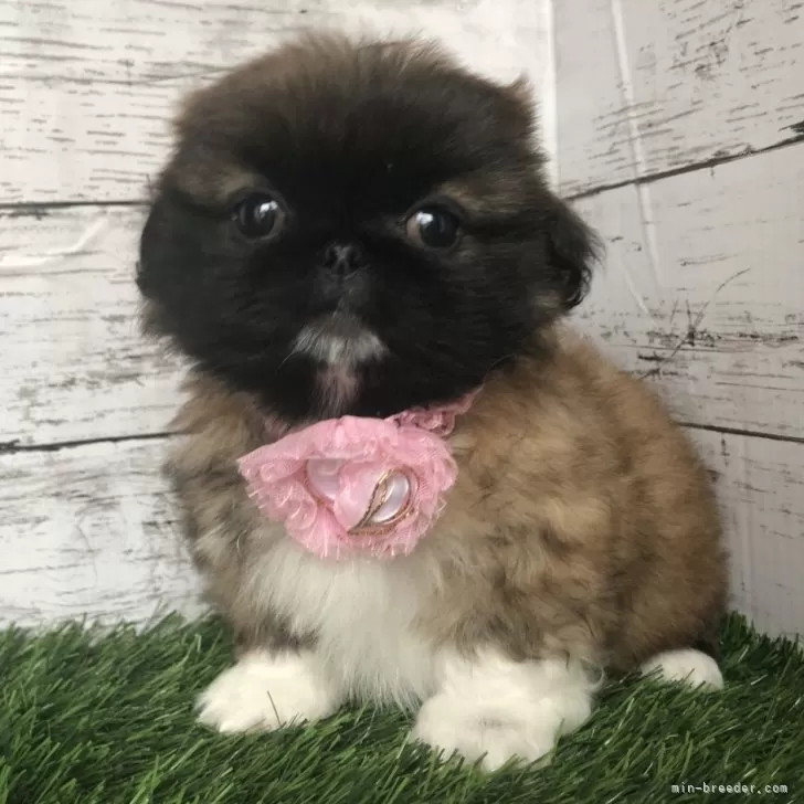 ID:2403-01376の子犬
