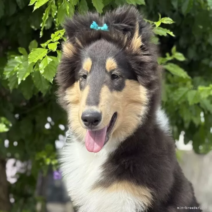 ID:2408-00755の子犬
