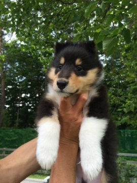 ラフコリー【神奈川県・男の子・2015年5月1日・トライ】の写真「血統優秀なかわいいコリーの男の子です」