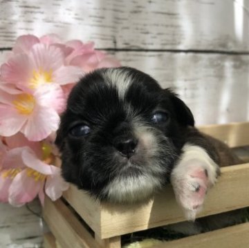 ペキニーズ【神奈川県・男の子・2023年7月27日・フォーン】の写真「フォーンのイケメンくん🩵むちむちの健康優良児です💕」