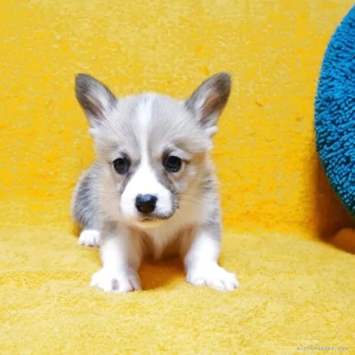 ID:2507-08691の子犬