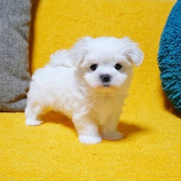 マルチーズ【滋賀県・女の子・2025年9月16日・ホワイト】の写真「◎大きなクリクリお目め！とっても可愛いお姫さま♪」