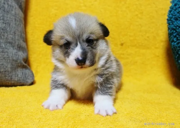 S.T 様のお迎えした子犬