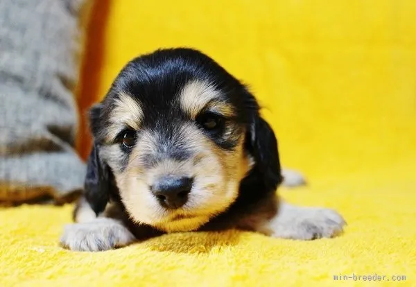 空太の家族 様のお迎えした子犬