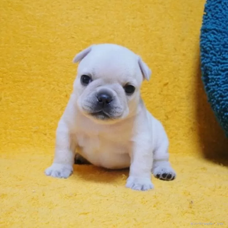 kuta 様のお迎えした子犬