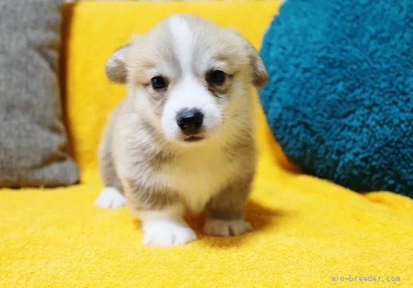 ヨシオ 様のお迎えした子犬