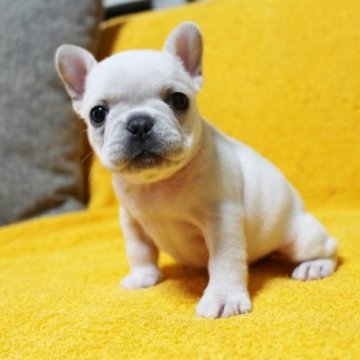 フレンチブルドッグ【滋賀県・女の子・2023年2月9日・クリーム】の写真「◎コンパクトサイズ！クリームの美人ちゃん♪」