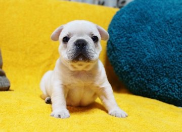 フレンチブルドッグ【滋賀県・男の子・2021年4月21日・クリーム】の写真「☆迫力のムチムチボディーのイケメンくん！」
