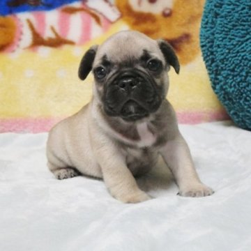 フレンチブルドッグ【滋賀県・男の子・2024年4月22日・フォーン】の写真「☆迫力のムチムチボディーのイケメンくん♪」