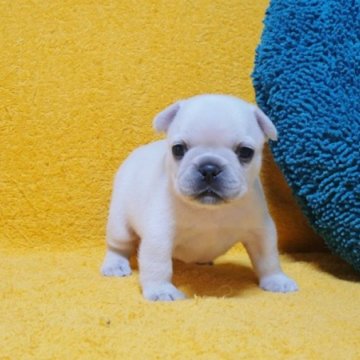 フレンチブルドッグ【滋賀県・女の子・2024年7月31日・クリーム】の写真「◎ムチコロボデー♪愛らしい女の子！」