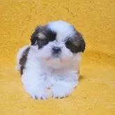 シーズー【滋賀県・女の子・2024年8月20日・ホワイト&ゴールド】の写真1