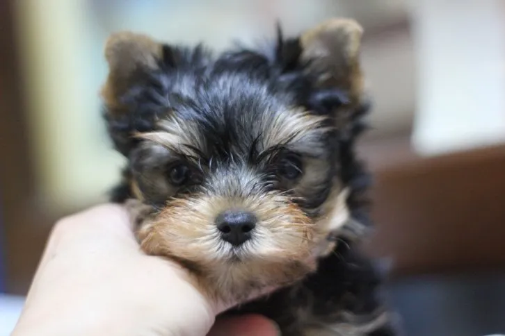 古賀まどか 様のお迎えした子犬