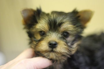 ヨークシャーテリア【佐賀県・女の子・2016年8月16日・スチールブルー&タン】の写真「キレイで可愛いお顔の女の子」