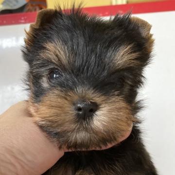 ヨークシャーテリア【佐賀県・女の子・2022年9月17日・スチールブルー&タン】の写真「キレ可愛い女の子♡」