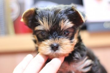 ヨークシャーテリア【佐賀県・男の子・2020年12月10日・スチールブルー&タン】の写真「ハンサム顔の男の子」