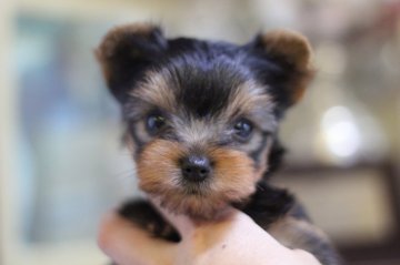 ヨークシャーテリア【佐賀県・女の子・2017年9月3日・スチールブルー&タン】の写真「キレイで可愛いお顔の女の子」