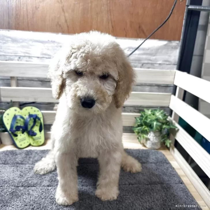 ID:2507-06072の子犬