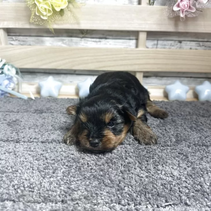 M.Ｉ 様のお迎えした子犬
