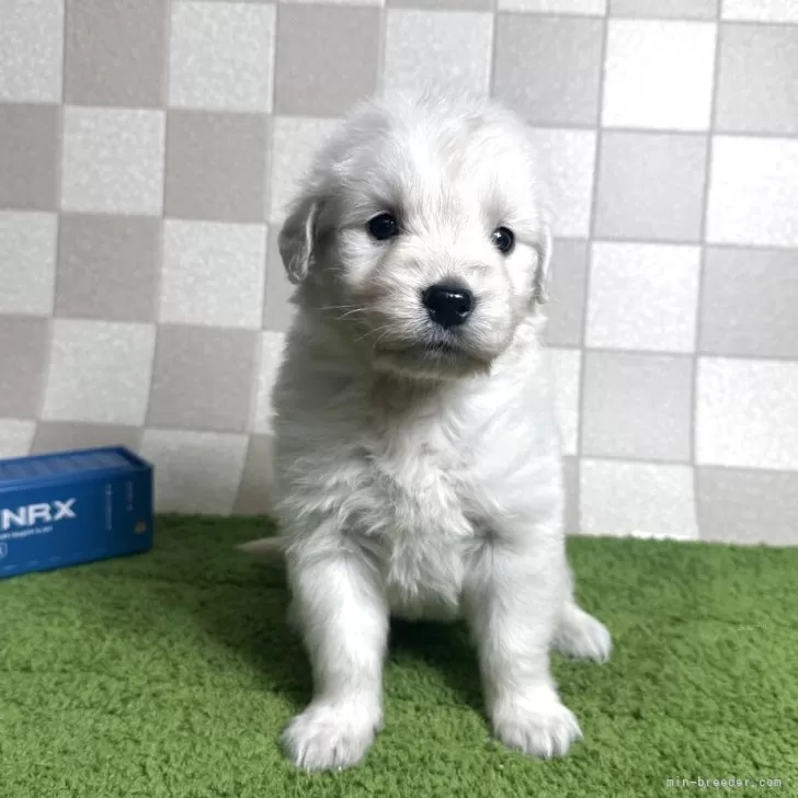 ID：2505-03272の子犬