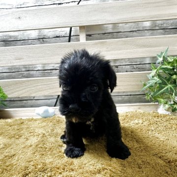 ミニチュアシュナウザー【奈良県・男の子・2025年8月13日・ブラック】の写真「10月9日まで飼い主様募集中です。」