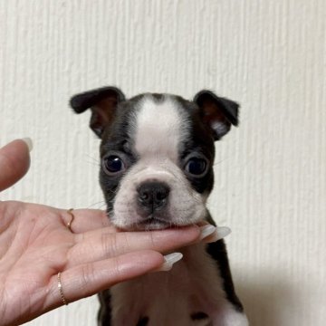 ボストンテリア【奈良県・男の子・2025年9月9日・ボストンカラー】の写真「可愛い男の子」