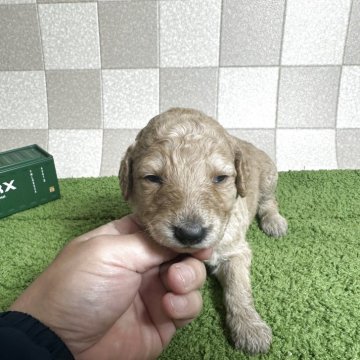 スタンダードプードル【奈良県・男の子・2025年5月21日・オレンジフォーン】の写真「スタンダードプードル飼い主様募集中です。」
