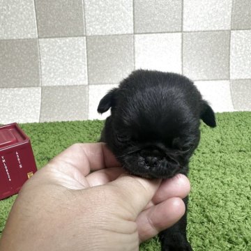 パグ【奈良県・女の子・2025年5月21日・ブラック】の写真「お父さんJKCチャンピオンの子犬産まれました。」