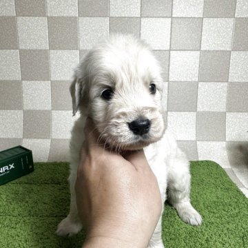 ゴールデンレトリバー【奈良県・男の子・2025年4月23日・クリーム】の写真「クリームゴールデン飼い主様募集中です。」