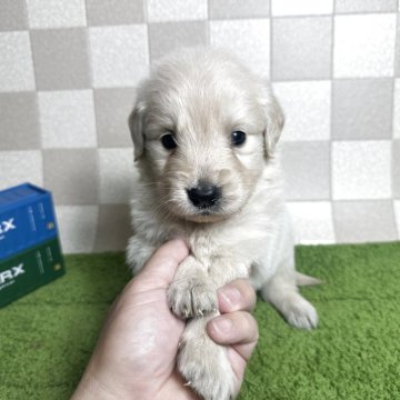 ゴールデンレトリバー【奈良県・男の子・2025年4月23日・クリーム】の写真「クリームゴールデン飼い主様募集中です。」