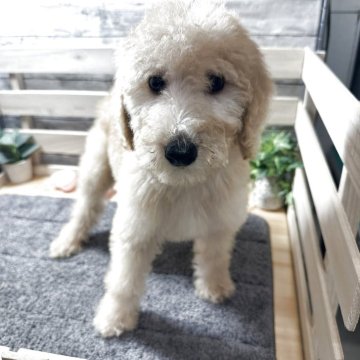 スタンダードプードル【奈良県・女の子・2025年5月21日・ペールフォーン】の写真「格安で販売中です。」