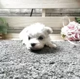 マルチーズ