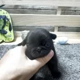 パグ