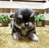 チワワ(ロング)