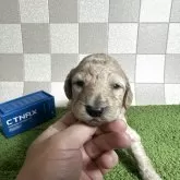 スタンダードプードル