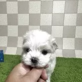 マルチーズ