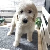 スタンダードプードル