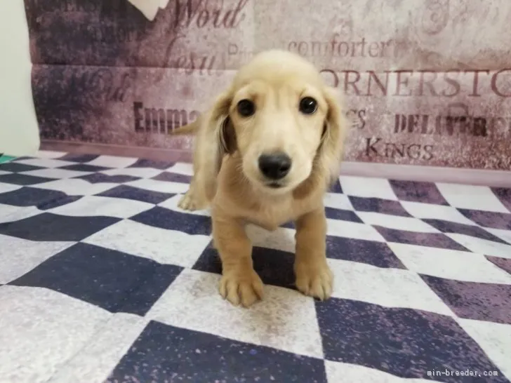 いち 様のお迎えした子犬