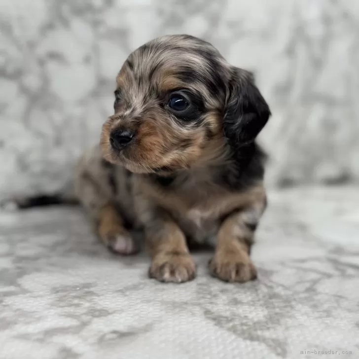 ID：2402-05276の子犬