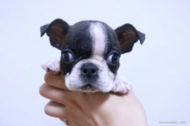 E.Y 様のお迎えした子犬