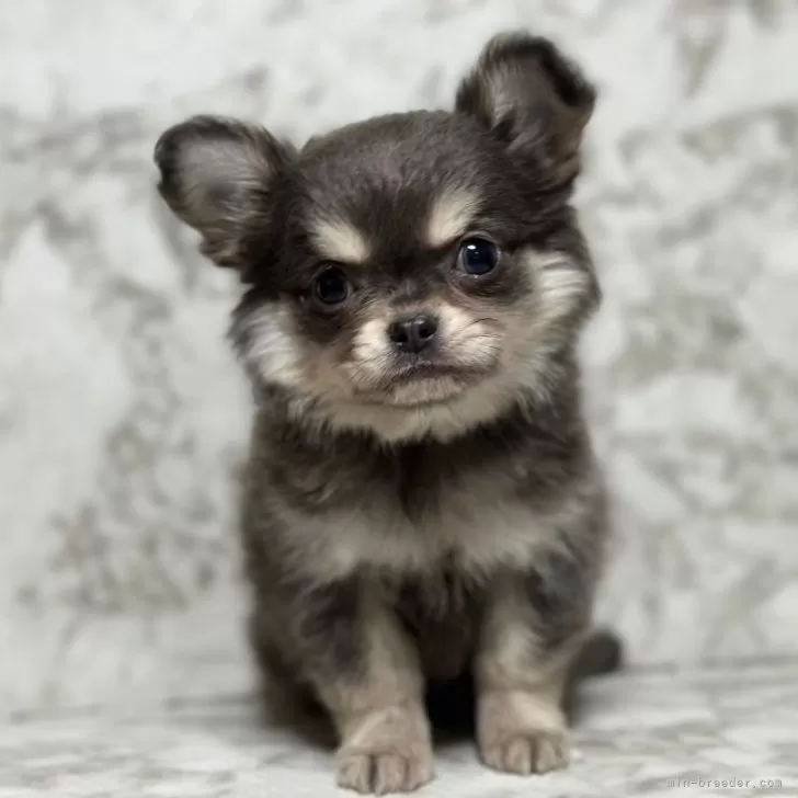 ID:2402-00681の子犬