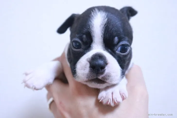 D.J 様のお迎えした子犬