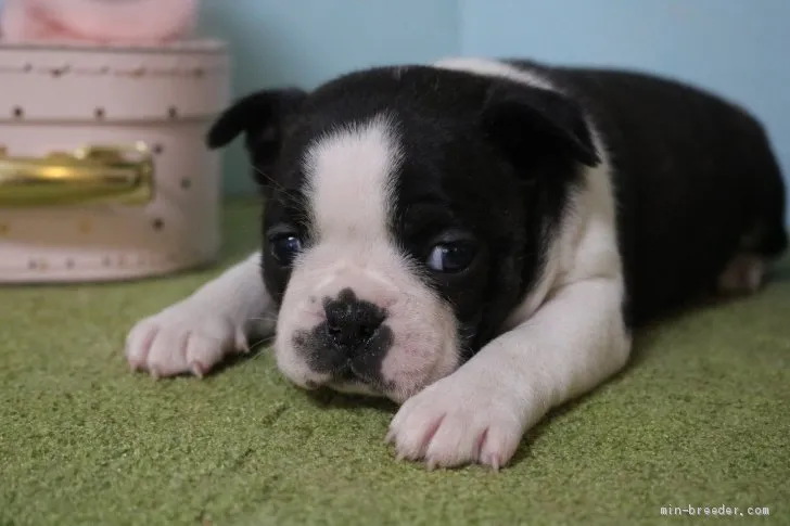 まっちゃん 様のお迎えした子犬