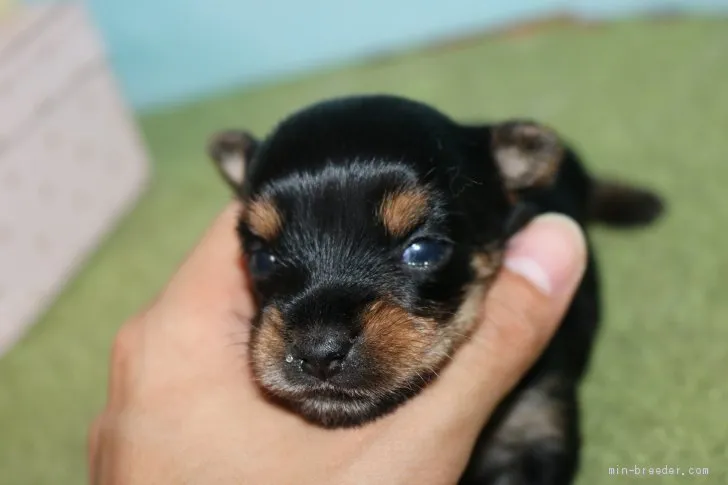 ID:2005-01353の子犬
